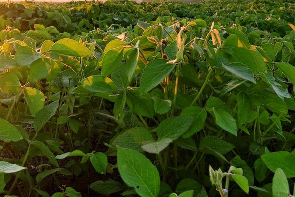 蒙科豆9号大豆种子简介，中等肥力地块3万株/亩