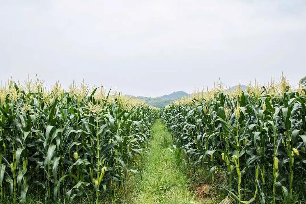 绿田1号玉米种子特点，建议在中等肥力以上的地块种植