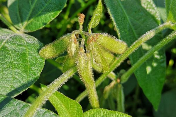 圣育1号大豆种子特征特性，适宜播期为6月10～25日