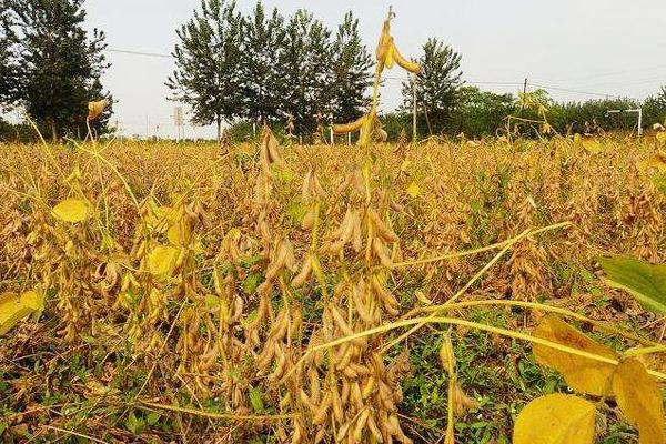 圣豆90大豆种简介，高肥力地块严格控制氮肥用量