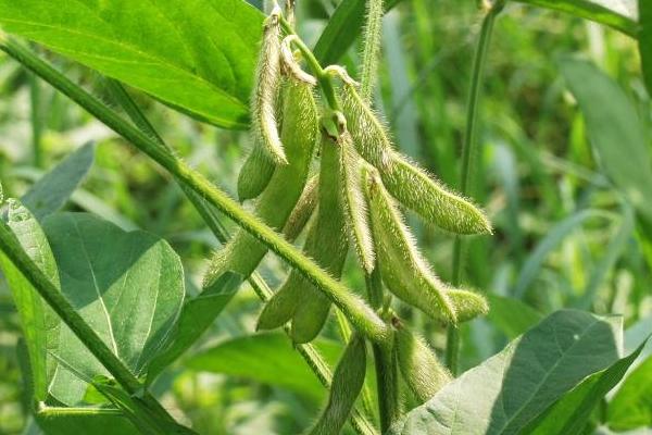 柳豆108大豆种简介，6月中下旬足墒播种