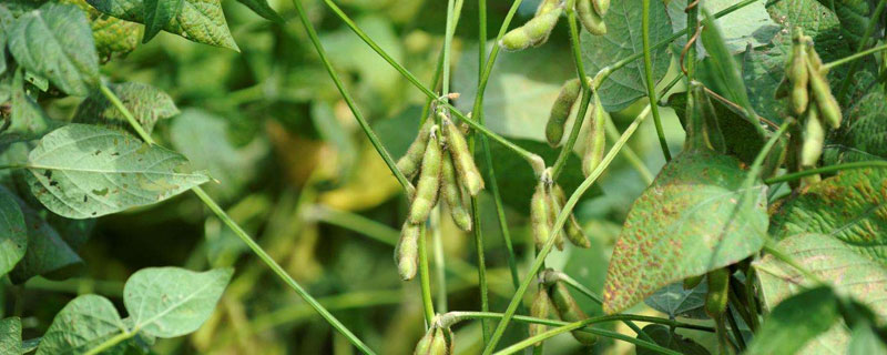 柳豆108大豆种简介，6月中下旬足墒播种