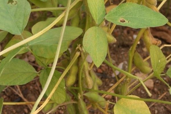 大地15号大豆种子介绍，该品种无限结荚习性