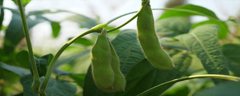 大地15号大豆种子介绍，该品种无限结荚习性