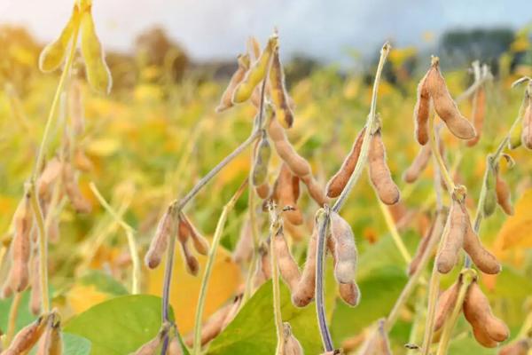 鑫科5号大豆种简介，该品种亚有限结荚习性