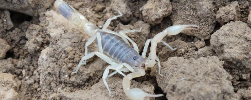 野生蝎子和养殖蝎子的区别，食物、生活环境和生长周期均不同