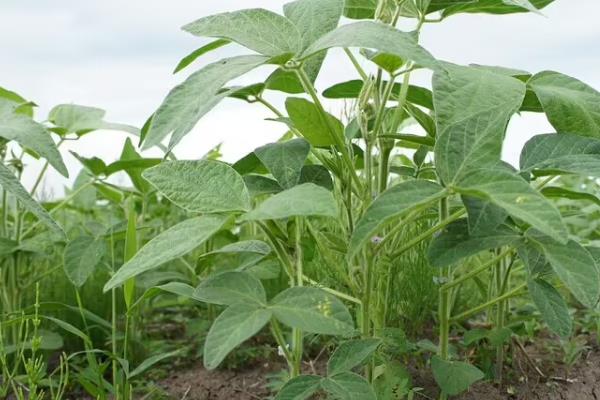 中龙豆105大豆种子特点，该品种亚有限结荚习性