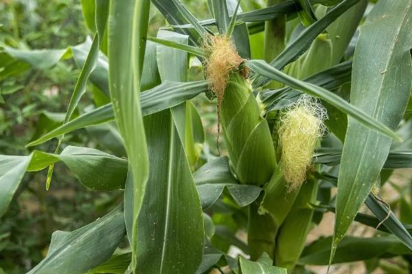 金青108玉米品种的特性，种植密度不宜过大