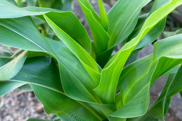 登海1866玉米种子特征特性，亩种植密度4500株