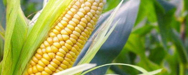 敦玉49玉米种子介绍，每亩保苗5000－5500株