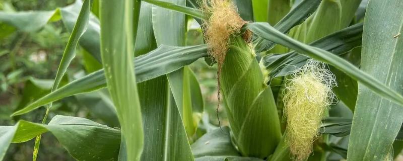 龙雨666玉米种子特征特性，播种深度4－6厘米