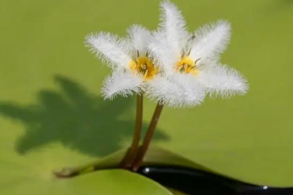 金银莲花的花语是什么，花语是期待、盼望等