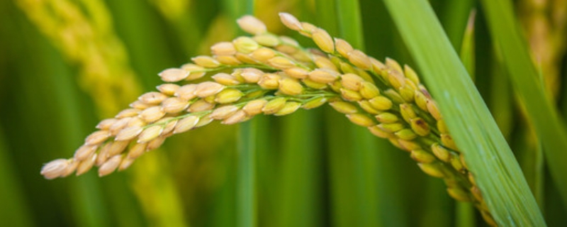 吉农大959水稻品种的特性，晚熟品种