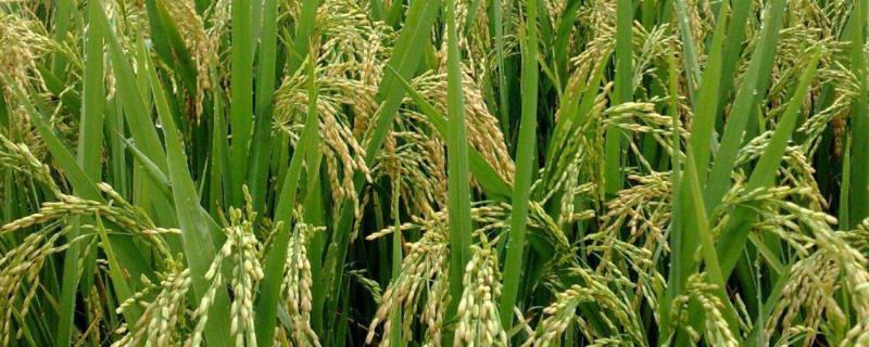 吉农大703水稻种子特点，表现中抗