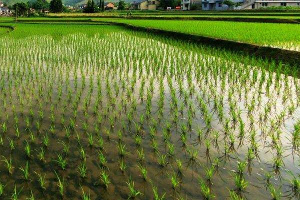 长粳730水稻种子特征特性，4月中旬播种