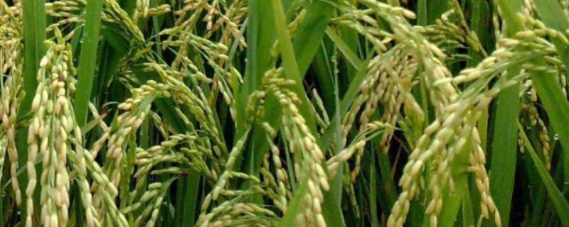 吉农大701水稻品种的特性，中晚熟品种