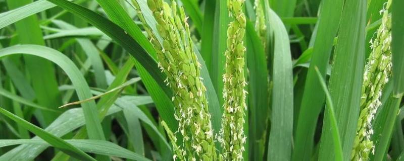 长粳730水稻种子特征特性，4月中旬播种