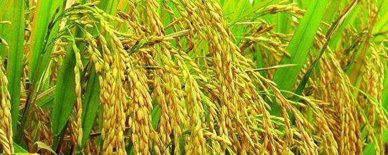 通泽861水稻种子简介，生育期间注意及时防治稻瘟病