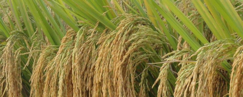东粳77水稻种子特征特性，生育期131天