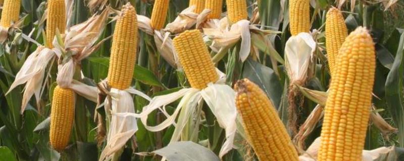 晟尔瑞1号玉米品种的特性，在适应区4月25日左右播种