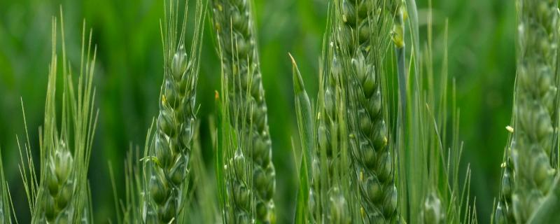 龙春164小麦品种简介，选择中等肥力地块种植