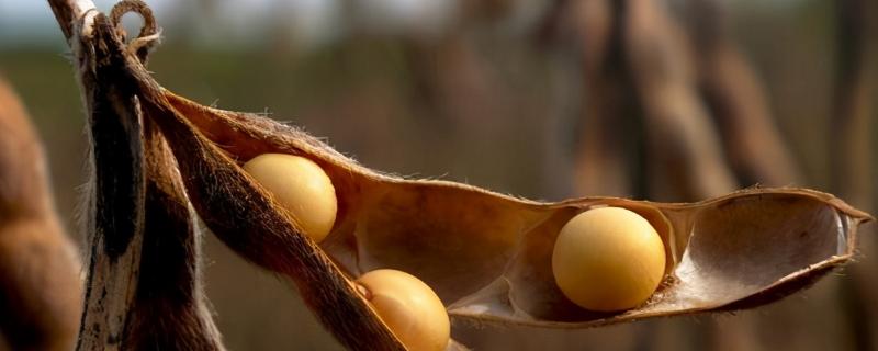 五芽豆2号大豆种子介绍，该品种无限结荚习性