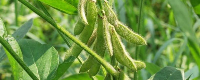 克豆31号大豆种子特征特性，在适应区5月上旬播种