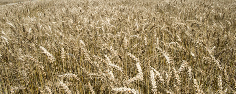 菏麦24小麦种子特点，每亩基本苗15～20万
