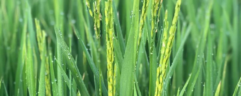 长农优231水稻品种的特性，全生育期156.5天