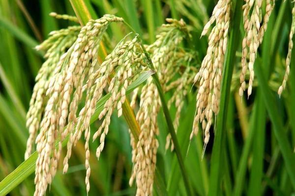 源两优600水稻种子介绍，5月中上旬播种