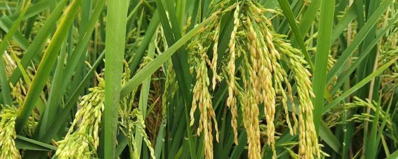 龙粳4344水稻种子特点，该品种主茎9片叶