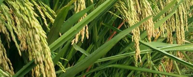 龙粳4556水稻种子特点，该品种主茎10片叶