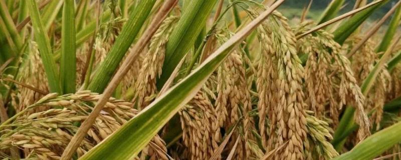 绥生稻1号水稻品种的特性，该品种主茎12片叶