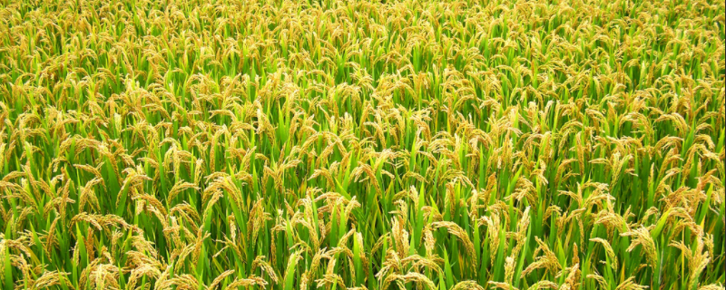 申优27水稻种子特点，全生育期162.8天