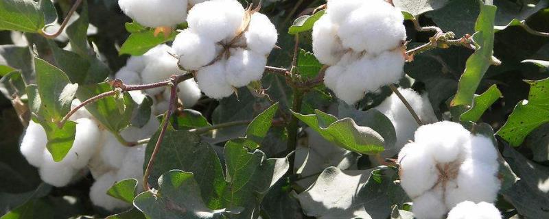 中棉所93棉花种简介，注意棉铃虫的后期防治