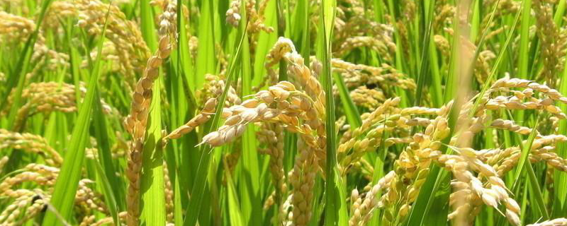 两优992水稻种子简介，全生育期为140.7天