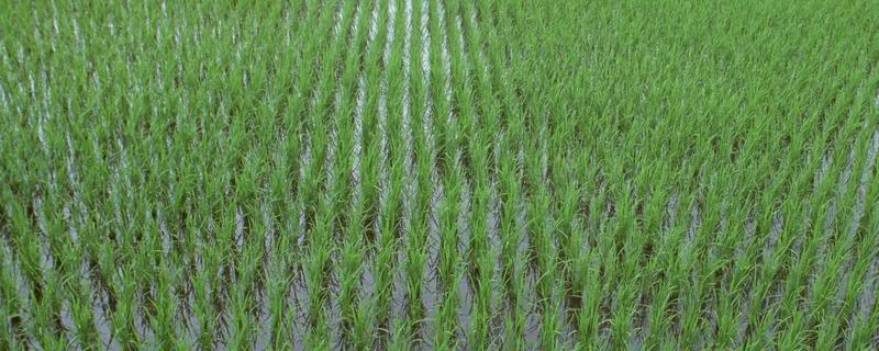 深两优2688水稻品种简介，中籼两系杂交水稻品种