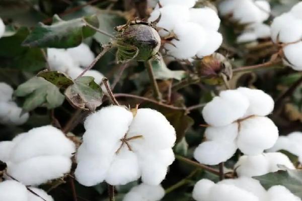 ZY8棉花种子特征特性，该品种植株塔形