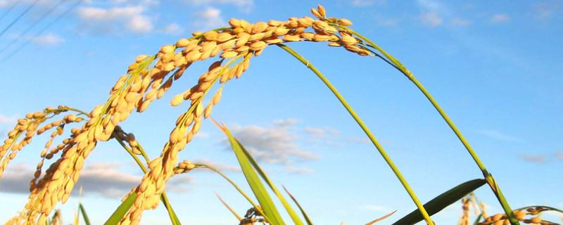 国优华占水稻种简介，秧田播种量每亩10-15公斤