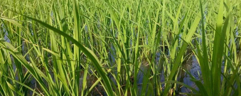 荃优106水稻种子特点，该品种株型略散
