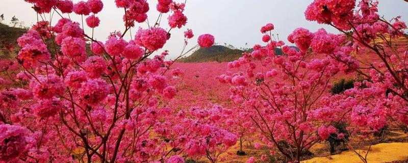 怎么鉴定紫花风铃木，从外观便可鉴别