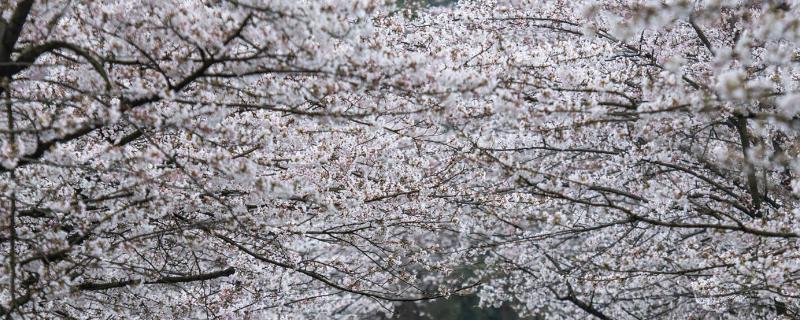 贵州贵安樱花什么时候盛开，在每年3月盛开