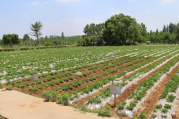 花生覆膜W栽培技术的优点，可增加分枝数和有效分枝数