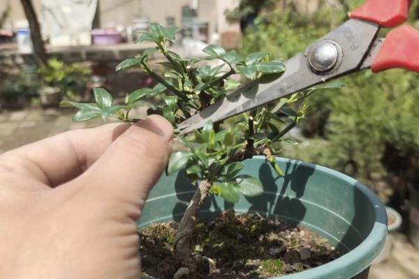 迎春花的修剪方法，花期结束后要剪除不开花的老枝