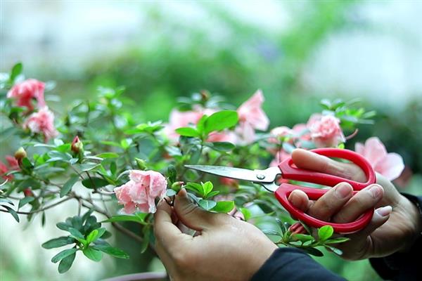 什么时候修剪杜鹃花，生长季节、花期结束后、即将入冬时均可修剪