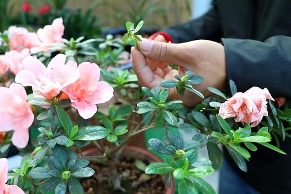 什么时候修剪杜鹃花，生长季节、花期结束后、即将入冬时均可修剪