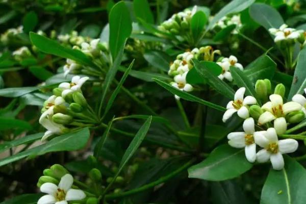 海桐花是不是蜜源植物，海桐花是蜜源植物