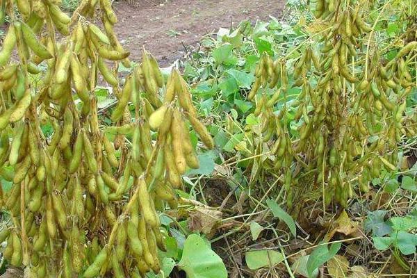 长豆003大豆种子特点，花期及时防治食心虫