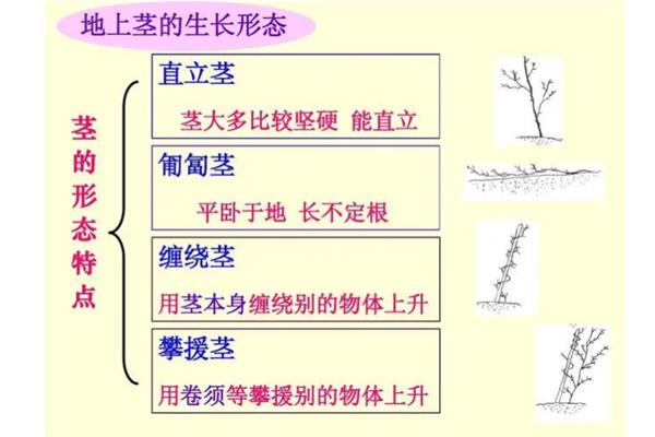 植物的茎输送水分的方向，方向是由下至上