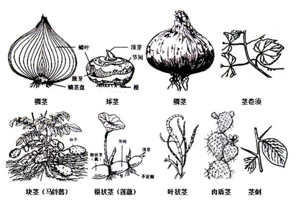 植物的茎输送水分的方向，方向是由下至上